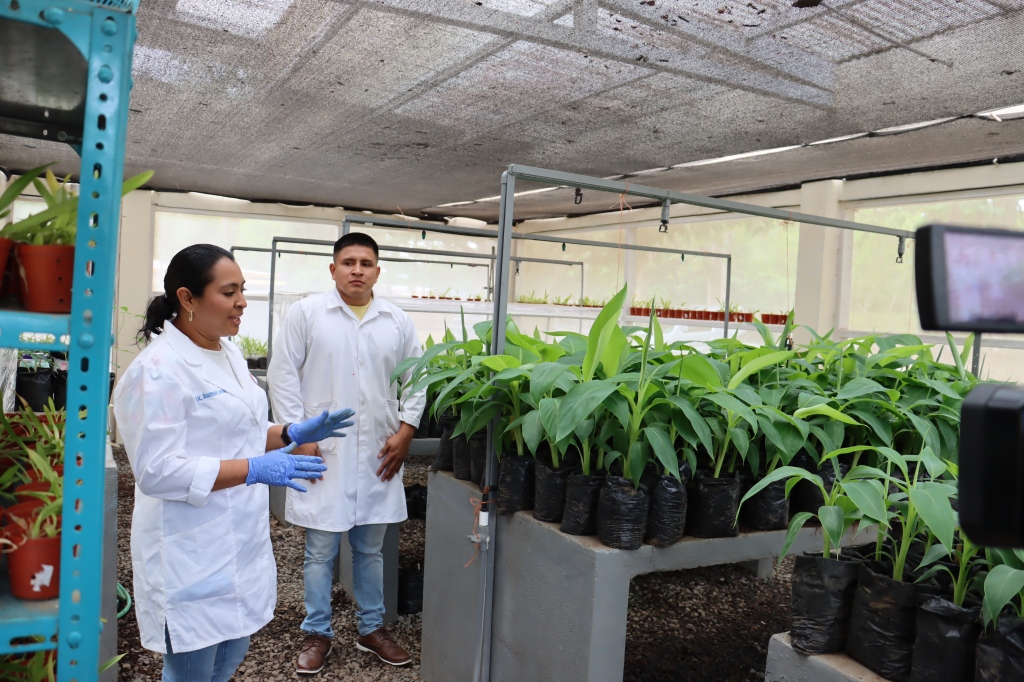 Impulsar la producción agrícola y la conservación de especies meta del Laboratorio de Cultivos de Tejidos Vegetales de la Universidad de Panamá